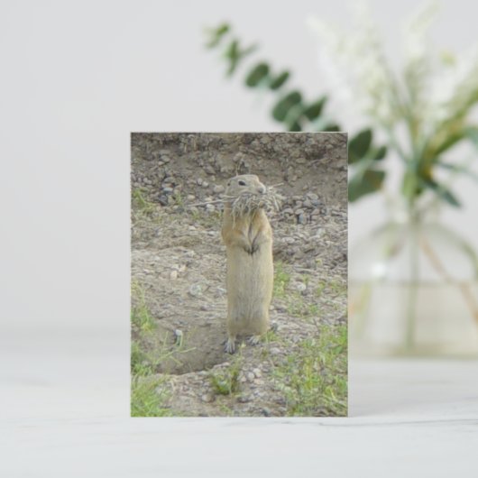 R1 Richardson's Ground Squirrel Briefkaart (Staand voorkant)