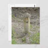 R1 Richardson's Ground Squirrel Briefkaart (Voorkant / Achterkant)