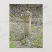 R1 Richardson's Ground Squirrel Briefkaart (Voorkant)