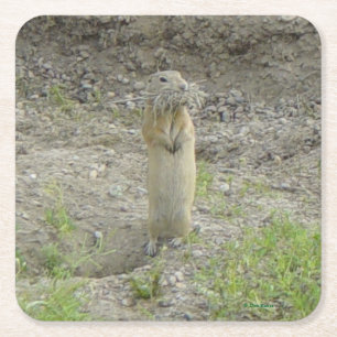 R1 Richardson's Ground Squirrel (Gopher) Kartonnen Onderzetters