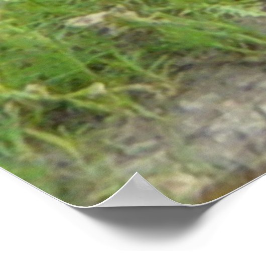 R1 Richardsons Ground Squirrel Poster (Hoek)