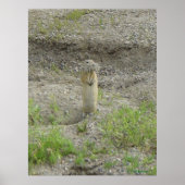 R1 Richardsons Ground Squirrel Poster (Voorkant)
