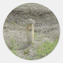 R1 Richardson's Ground Squirrel