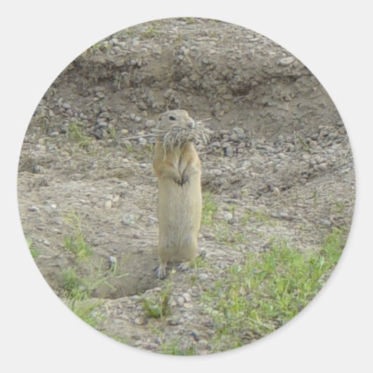 R1 Richardson's Ground Squirrel Ronde Sticker (Voorkant)