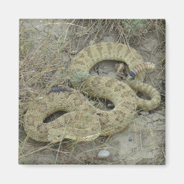 R20 Prairie Ratelslang Gewond Magneet