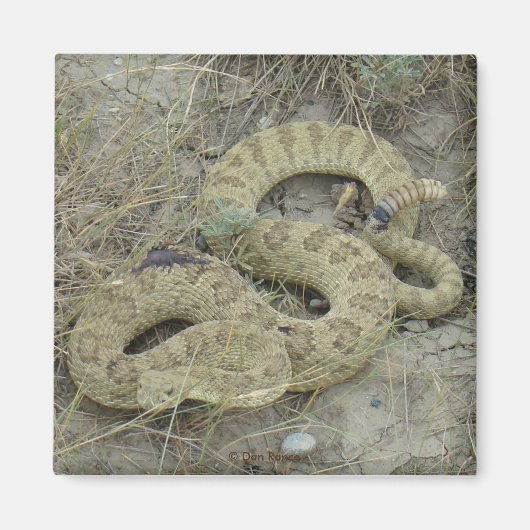 R20 Prairie Ratelslang Gewond Magneet (Voorkant)