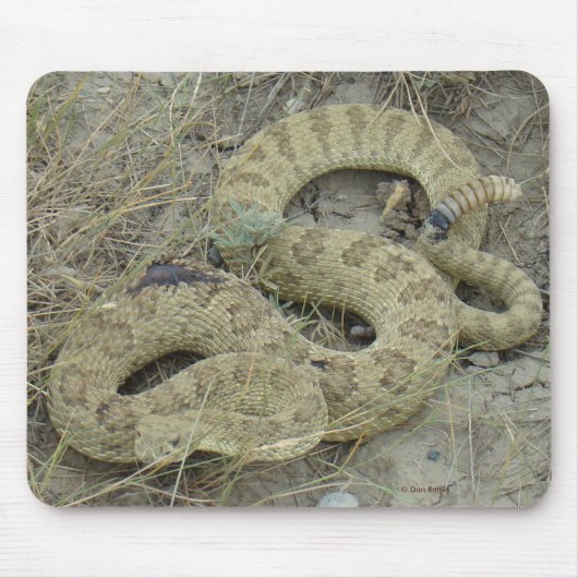 R20 Prairie Ratelslang Gewond Muismat (Voorkant)