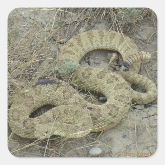 R20 Prairie Rattlesnake Gewond Vierkante Sticker (Voorkant)