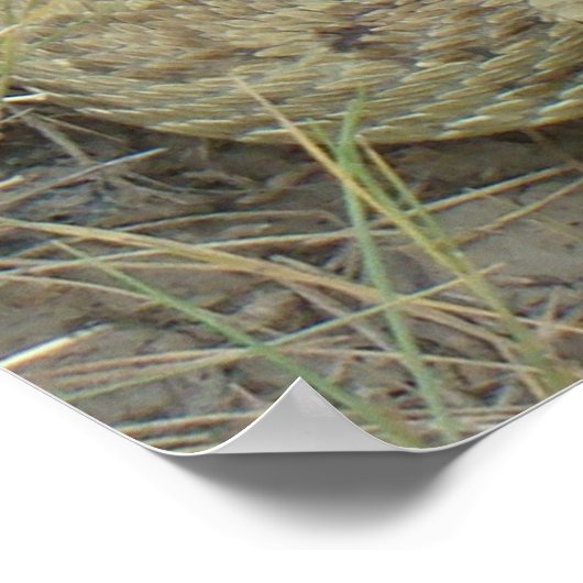 R20 Prairie Rattlesnake Poster (Hoek)