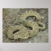 R20 Prairie Rattlesnake Poster (Voorkant)