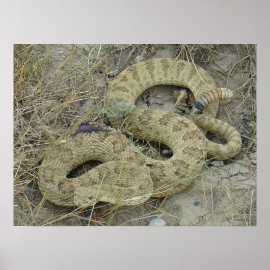R20 Prairie Rattlesnake Poster (Voorkant)