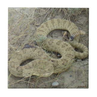 R20 Prairie Rattlesnake Tegeltje