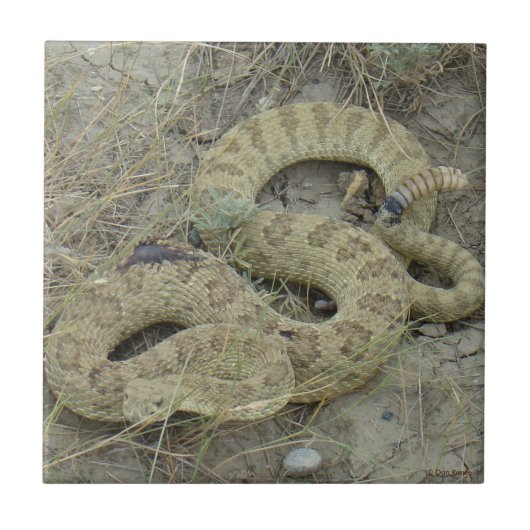 R20 Prairie Rattlesnake Tegeltje (Voorkant)
