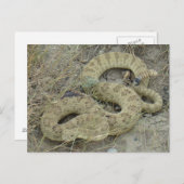 R20 Prairie Rattlesnake Wond Briefkaart (Voorkant / Achterkant)