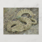 R20 Prairie Rattlesnake Wond Briefkaart (Voorkant)