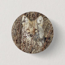 R21 Coyote die je in de gaten houdt