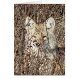 R21 Coyote "Je bekijken"