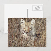 R21 Coyote "Je bekijken" Briefkaart (Voorkant / Achterkant)