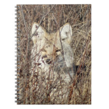 R21 Coyote "Je bekijken"