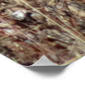 R21 Coyote "Je bekijken" Poster (Hoek)