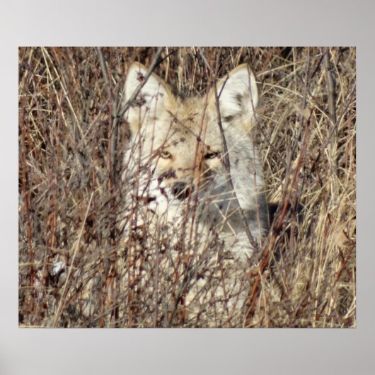 R21 Coyote "Je bekijken" Poster (Voorkant)