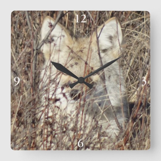 R21 Coyote "Je bekijken" Vierkante Klok (Voorkant)