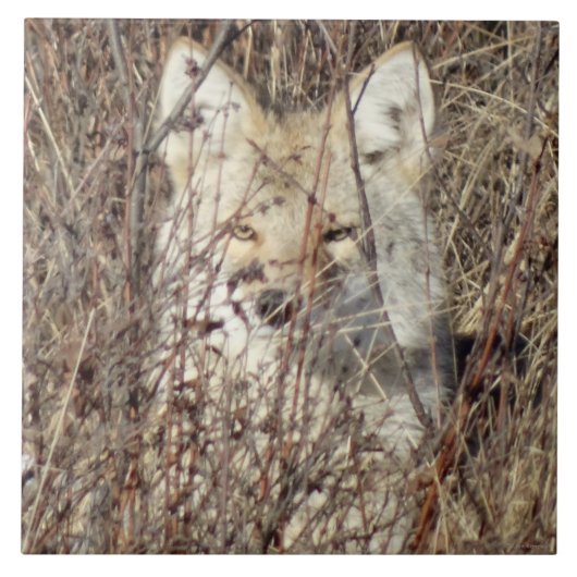 R21 Coyote "Kijkt naar je" Tegeltje (Voorkant)