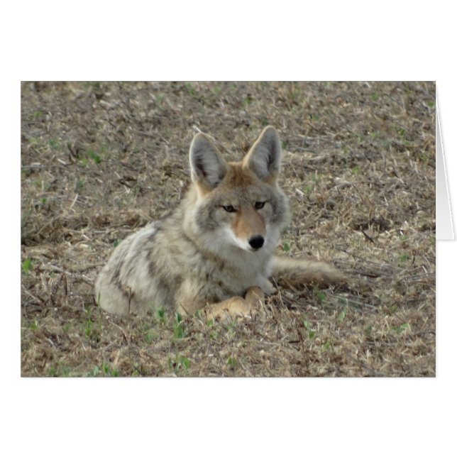 R22 Coyote Laying (Voorkant Horizontaal)