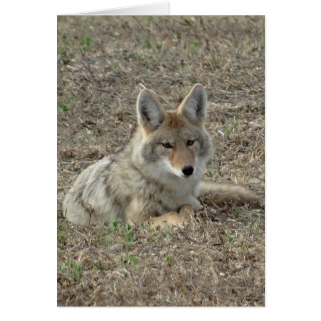 R22 Coyote Laying (Voorkant)