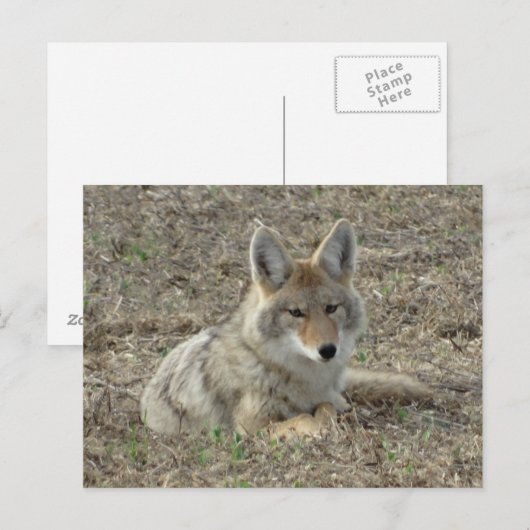 R22 Coyote Laying Briefkaart (Voorkant / Achterkant)