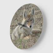 R22 Coyote Laying Grote Klok (Hoek)
