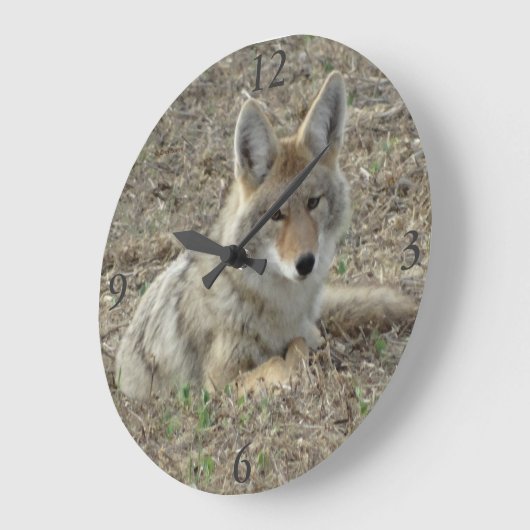 R22 Coyote Laying Grote Klok (Hoek)