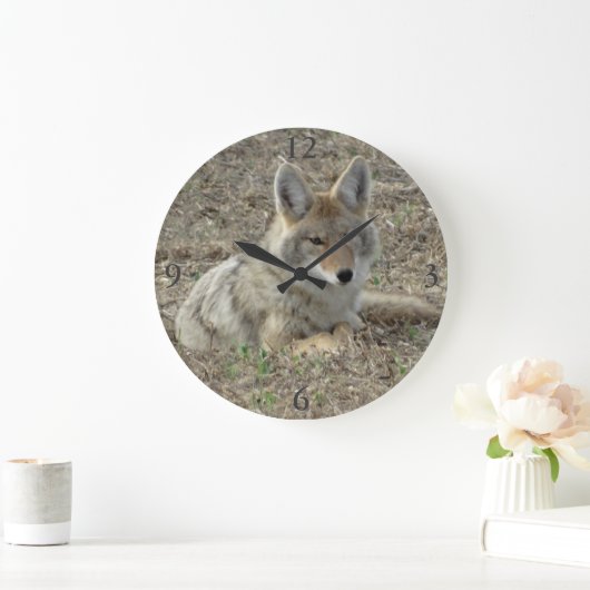 R22 Coyote Laying Grote Klok (Huis)