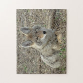 R22 Coyote Laying Legpuzzel (Verticaal)