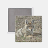 R22 Coyote Laying Magneet (Voorkant / Achterkant)