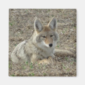 R22 Coyote Laying Magneet (Voorkant)