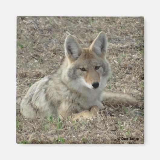 R22 Coyote Laying Magneet (Voorkant)