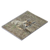 R22 Coyote Laying Notitieboek (Linkerzijde)
