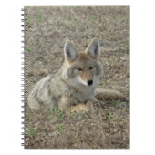 R22 Coyote Laying Notitieboek (Voorkant)
