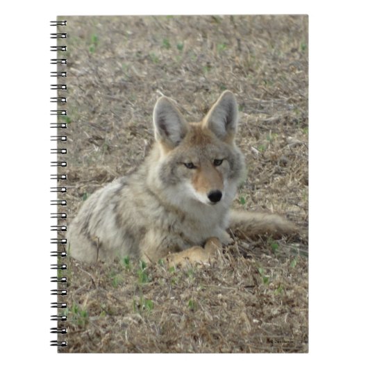 R22 Coyote Laying Notitieboek (Voorkant)