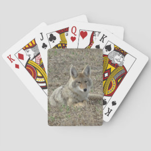 R22 Coyote Laying Pokerkaarten