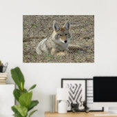 R22 Coyote Laying Poster (Thuiskantoor)