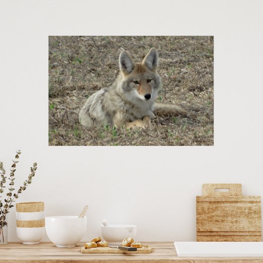 R22 Coyote Laying Poster (Keuken)