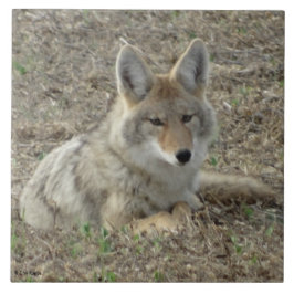 R22 Coyote Laying Tegeltje