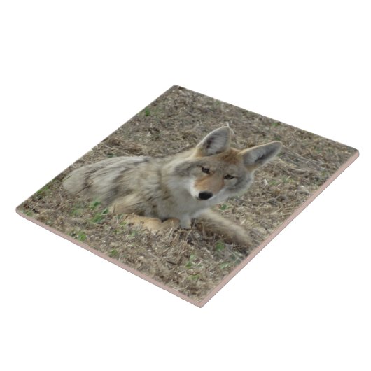 R22 Coyote Laying Tegeltje (Zijkant)