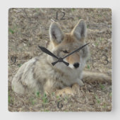 R22 Coyote Laying Vierkante Klok (Voorkant)