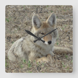 R22 Coyote Laying Vierkante Klok