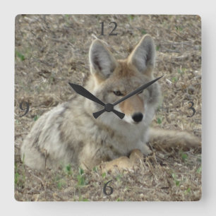 R22 Coyote Laying Vierkante Klok