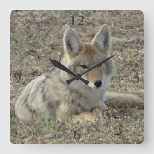 R22 Coyote Laying Vierkante Klok (Voorkant)