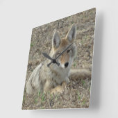 R22 Coyote Laying Vierkante Klok (Hoek)